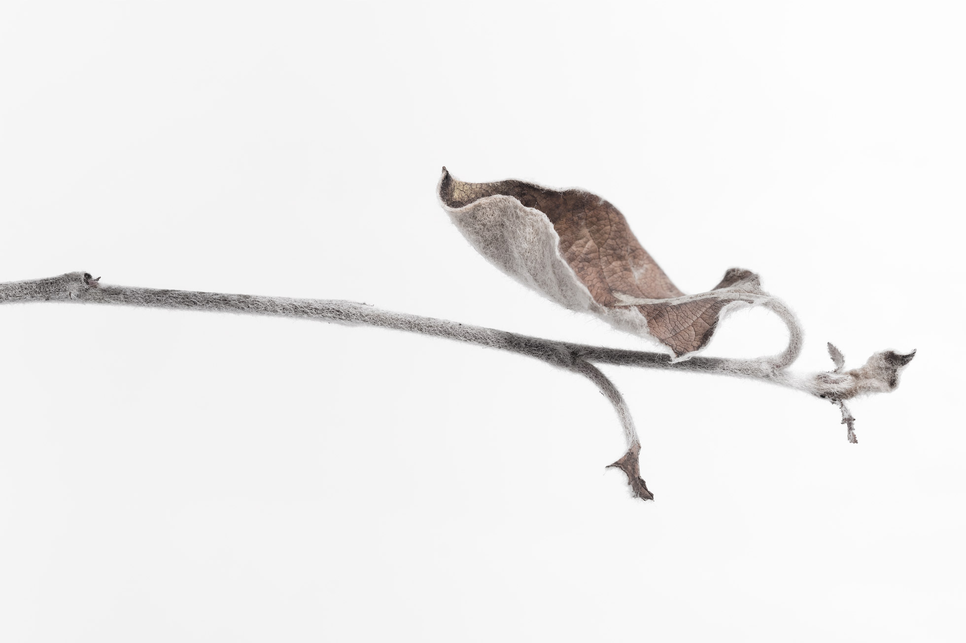 Live Webinar : Pflanzenfotografie im Garten